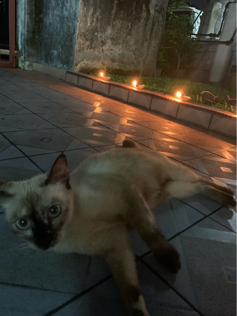 Jalan Ipoh Best Pet Boarding, Grooming for Dogs, Cats with Pickup