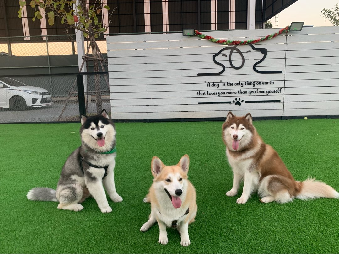 ฉะเชิงเทรา Best Pet Boarding, Grooming and Pet Sitters Near Me