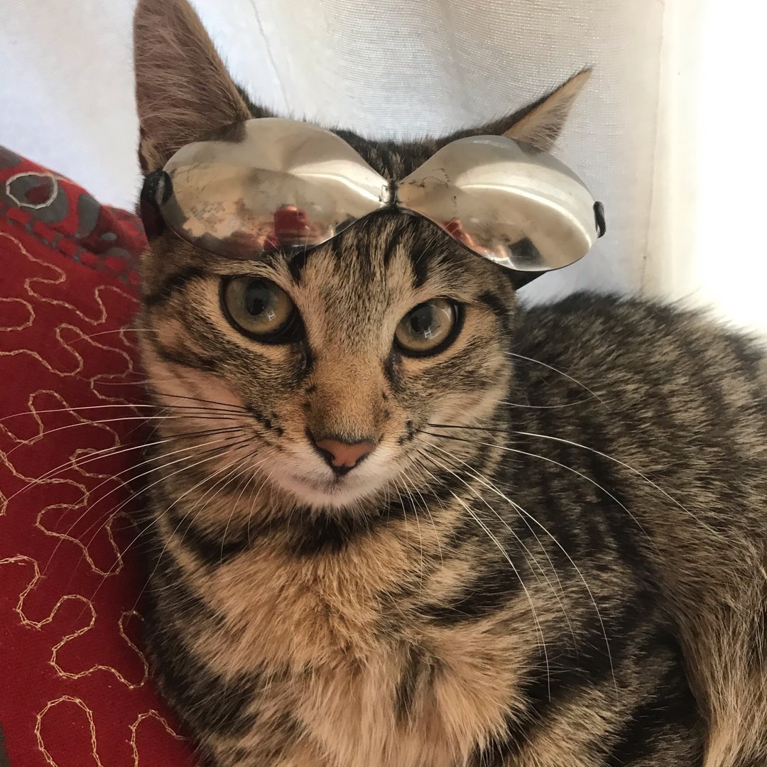 boarding and grooming near me