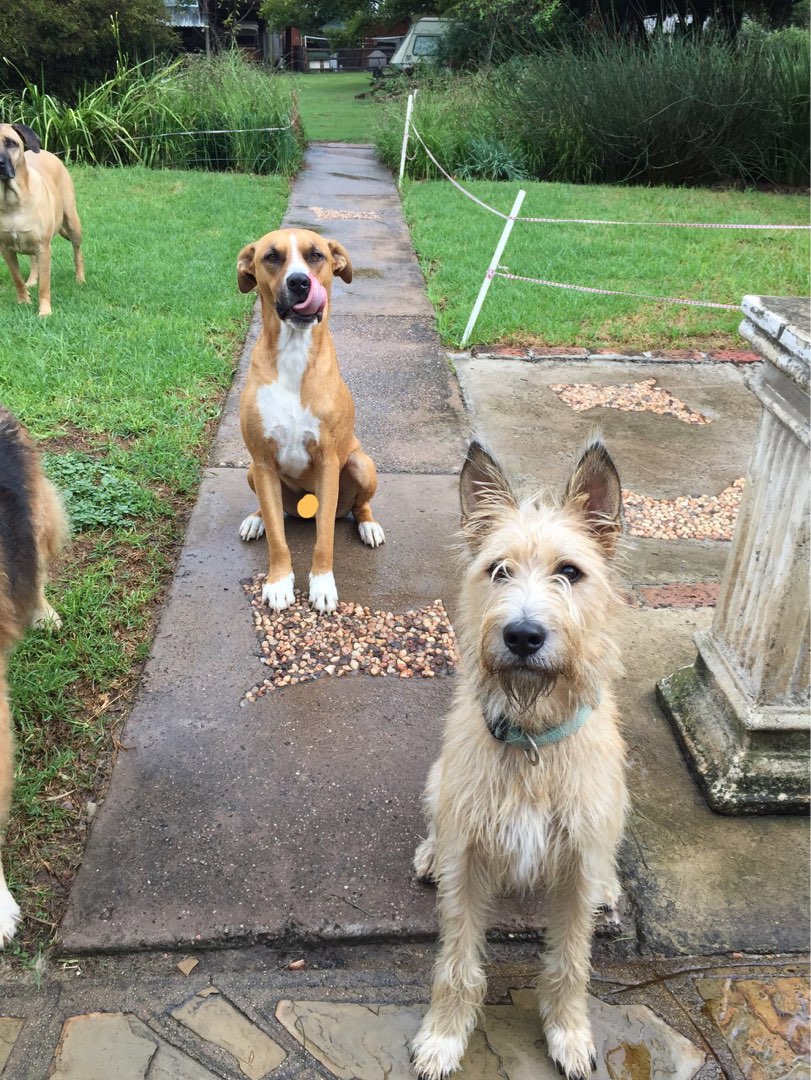 Pet Grooming in Randburg with Best Prices on PetBacker