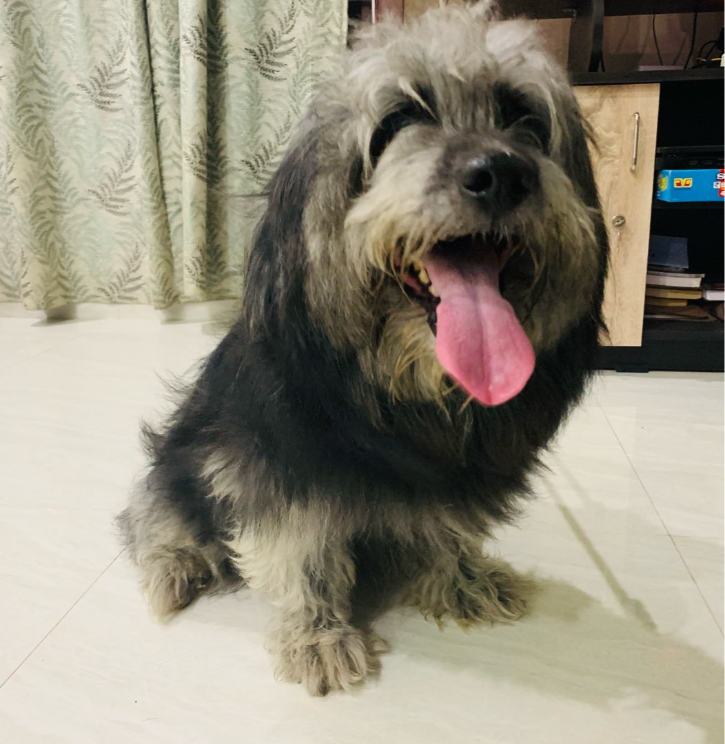 Top Dog Boarding in Chennai with Best Prices on PetBacker