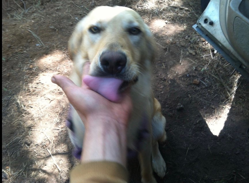 The 10 Best Pet Taxi Services Near Me (with Prices & Reviews)