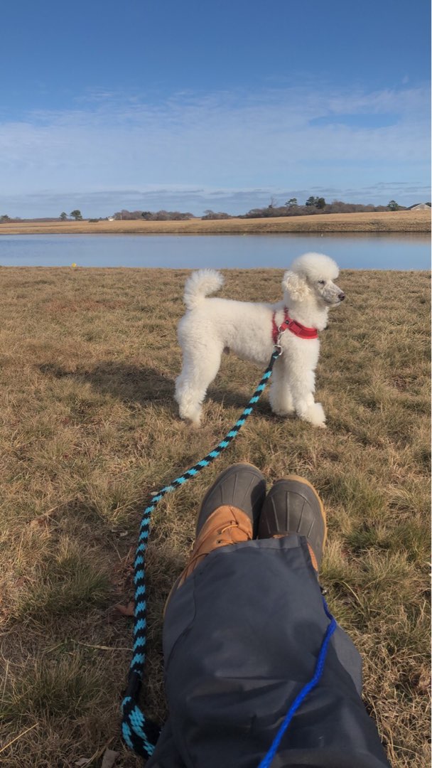 Top Pet Sitters in Rio Rancho with Best Prices on PetBacker