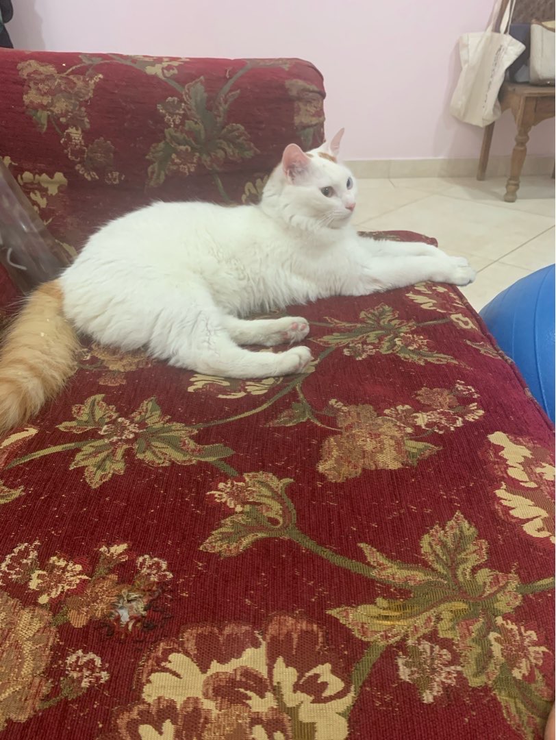 Cat Boarding in Bahrain Insured on PetBacker