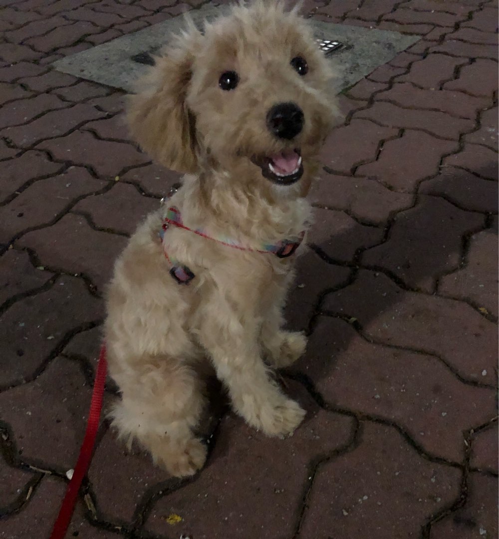 Top Dog Boarding in Singapore Insured on PetBacker