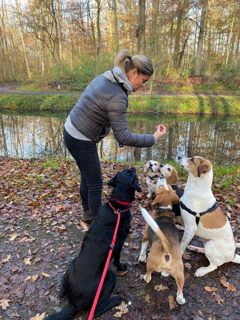 Top Pet Taxi in Amsterdam with Best Prices on PetBacker