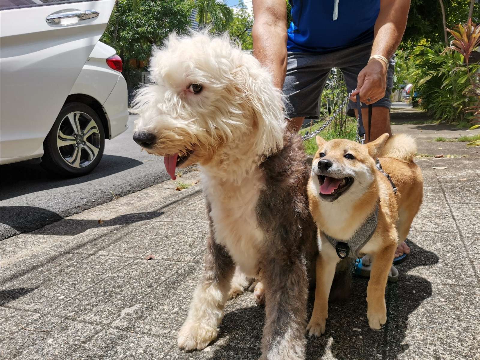 Makati Best Pet Boarding, Grooming for Dogs, Cats with Pickup