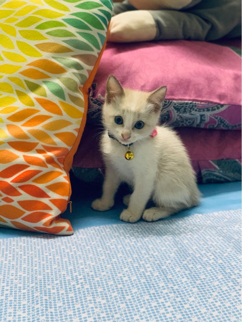 Pet Sitters di Desa Baiduri dengan Harga Terbaik oleh PetBacker