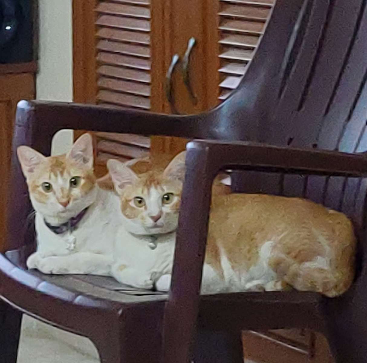 Cat Boarding in Chennai with Best Prices on PetBacker