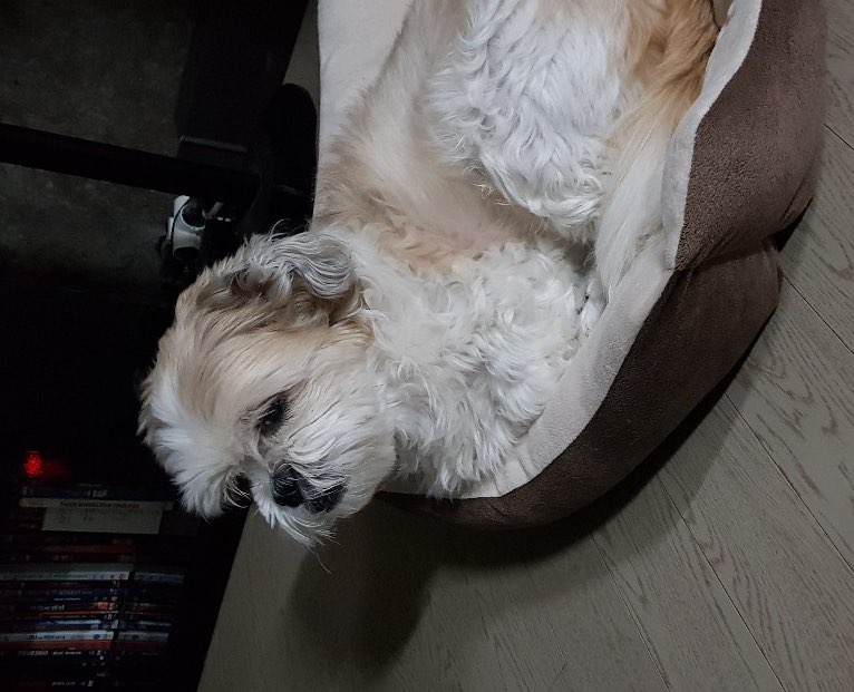 Top Dog Boarding in Chiang Mai with Best Prices on PetBacker