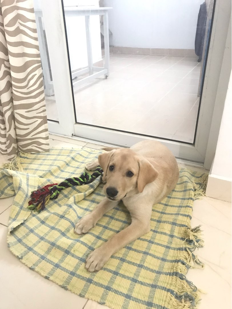 Top Dog Boarding in Thiruvalla with Best Prices on PetBacker