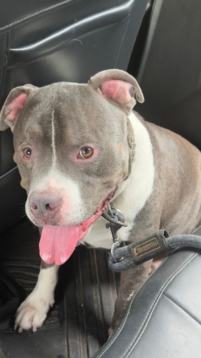 Had a lovely experience walking the pet - JORDAN (American Bully type breed ). He was bit more hyper active & strong boy. But he is a protective and lovable guy who obey words and so freindly with pet walkers.

Had a great time taking him for a 30 mins walk. Looking forward to do such walks...