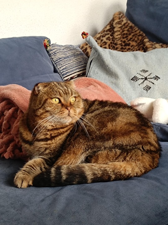 Es maravilloso cuidar y compartir con Tokyo ☺️😺🙂