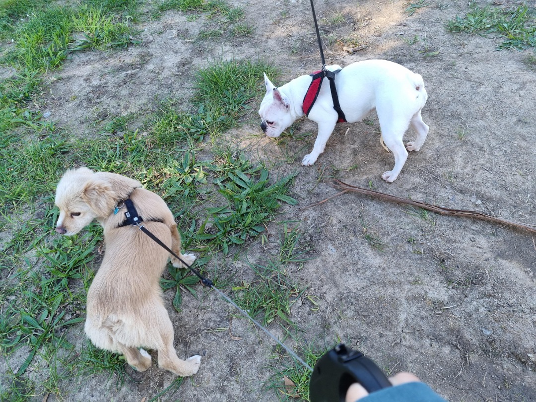 PetBacker Moment Post By bruninha maropo. Join me on