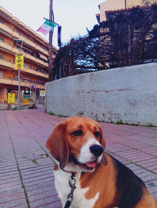 Paseo perritos y que felicidad 🤩