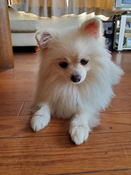 Beautiful kuma Chan 💝