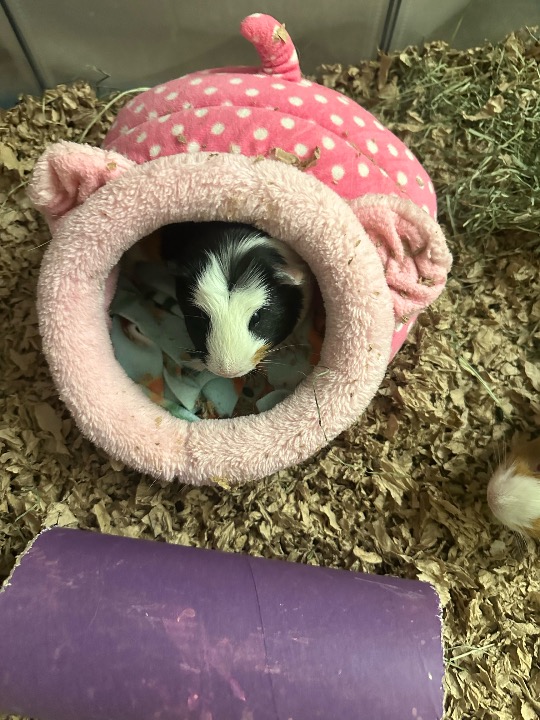 They found their comfy spots 