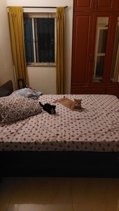 Great time pet sitting- Peachu and Leia in pet owners place