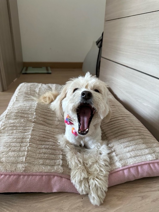 Chiara today before we were ready for a walk 😙😙