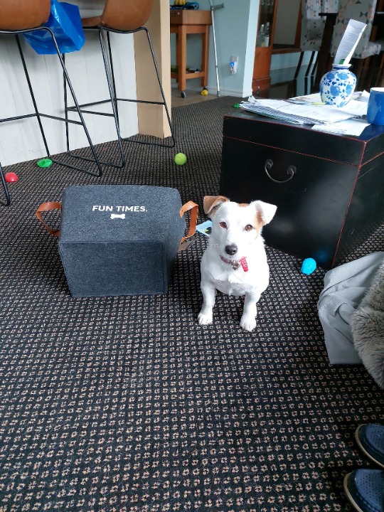 Dog Boarding in Tauranga with Best Prices on PetBacker