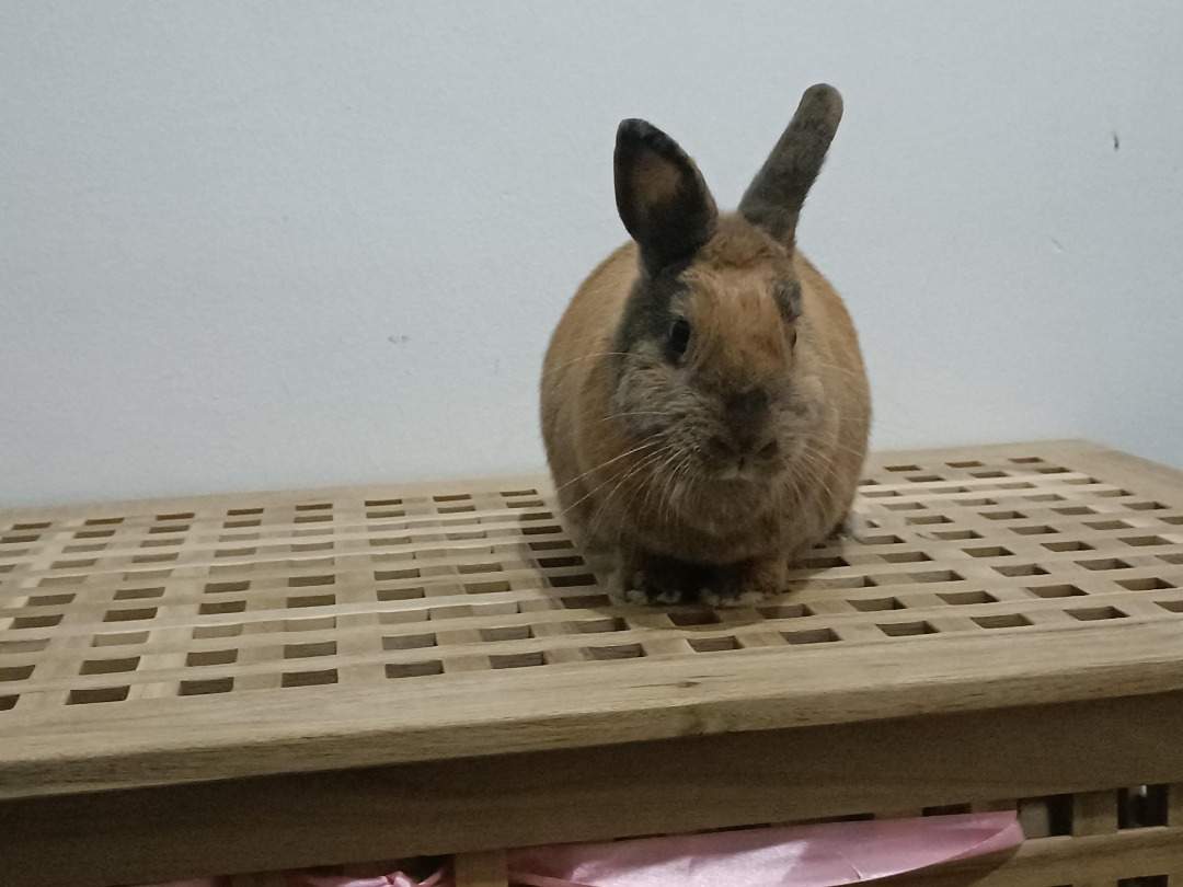 I've completed a Pet Care booking at PetBacker! Nana es una coneja muy buena y muy ext******tida y tiene un dueño maravilloso!!