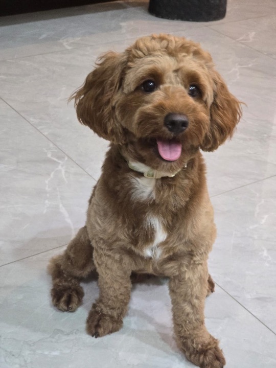 I've completed a Pet Care booking at PetBacker! Once again thank you for boarding Simba with us!! Hope to see him soon again. 🥰🤩❤️