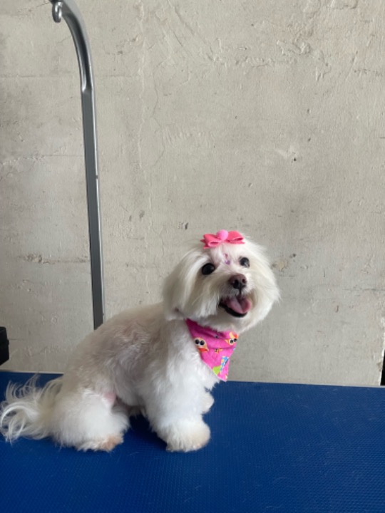 Puerto Rico Pet Boarding, Sitting, Grooming Petbacker®