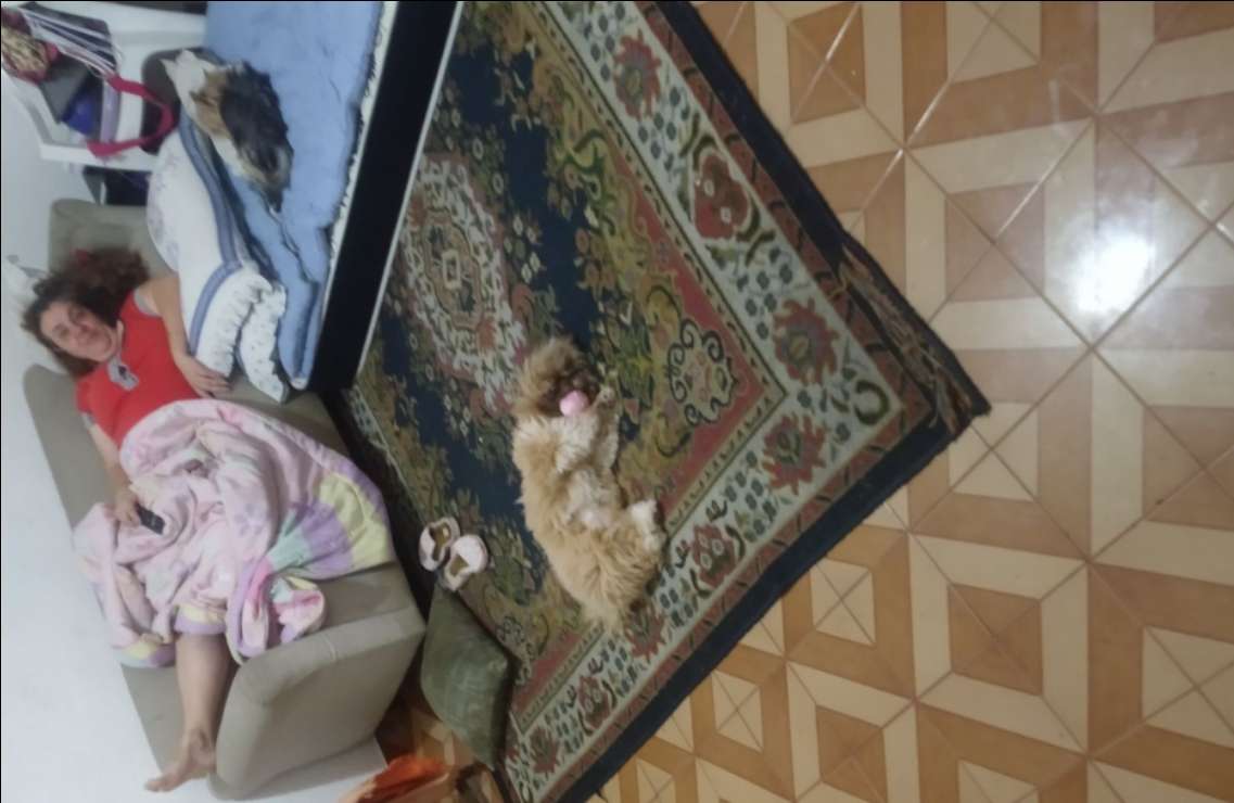 Top empfohlene Hunde Unterbringung in Brazil