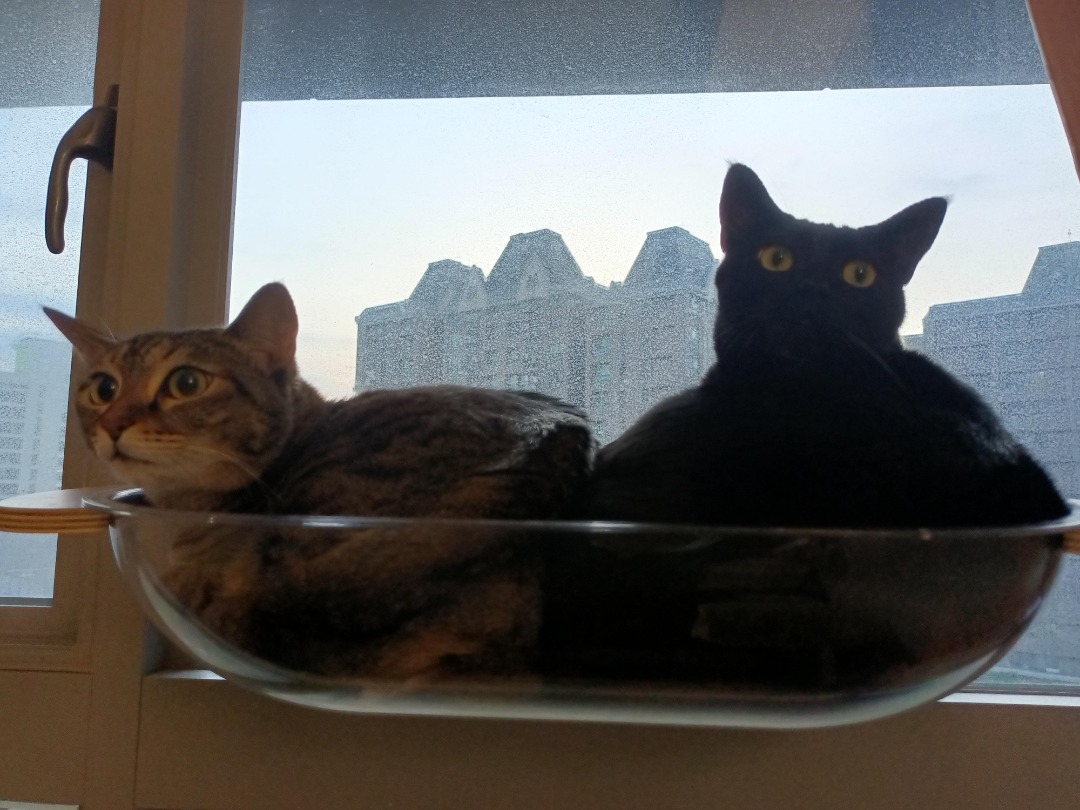 我在 PetBacker 完成了一次 到府寵物保姆 預訂！ 適應中~