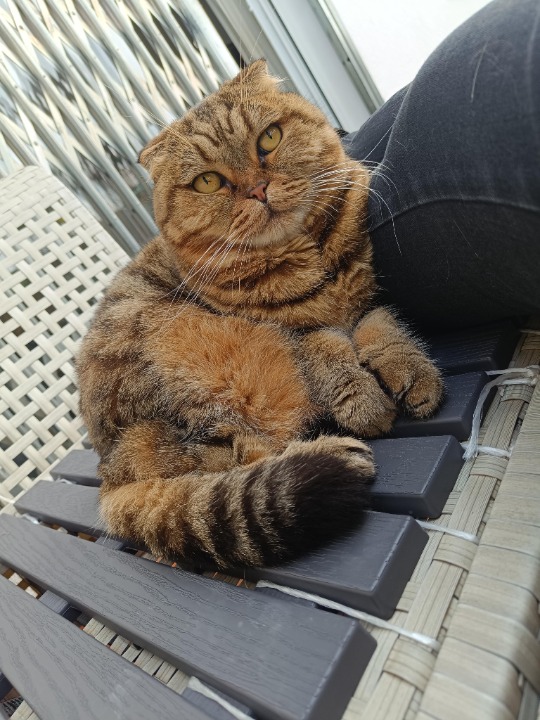 ¡He completado una reserva de Cuidador de mascotas en tu casa en PetBacker! La experiencia como siempre ha sido fantástica, Tokyo es una gatita súper cariñosa y buena. Es un placer siempre poder cuidarla y consentirla 😍😸😋