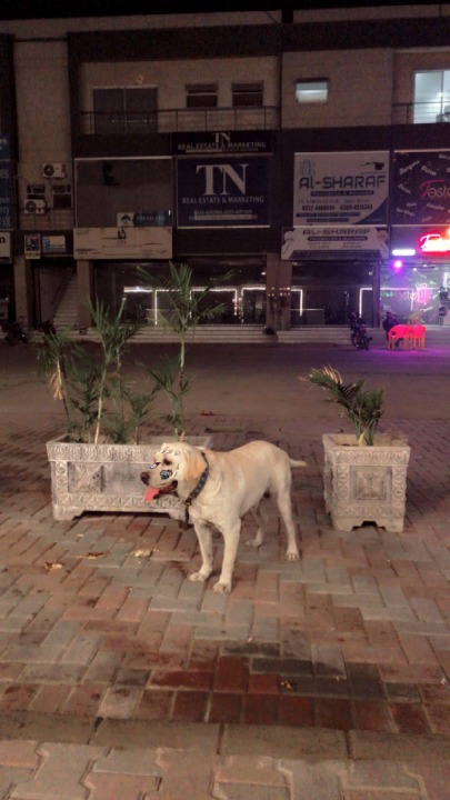 Top Dog Boarding in Pakistan Insured on PetBacker