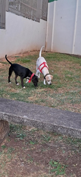 ¡He completado una reserva de Cuidado de Mascotas en PetBacker! Fueron unos días muy lindos al cuidar de Obi y Oreo♥️ son unos perritos muy cariñosos y juguetones🐶🐾 quedo muy agradecida🙏