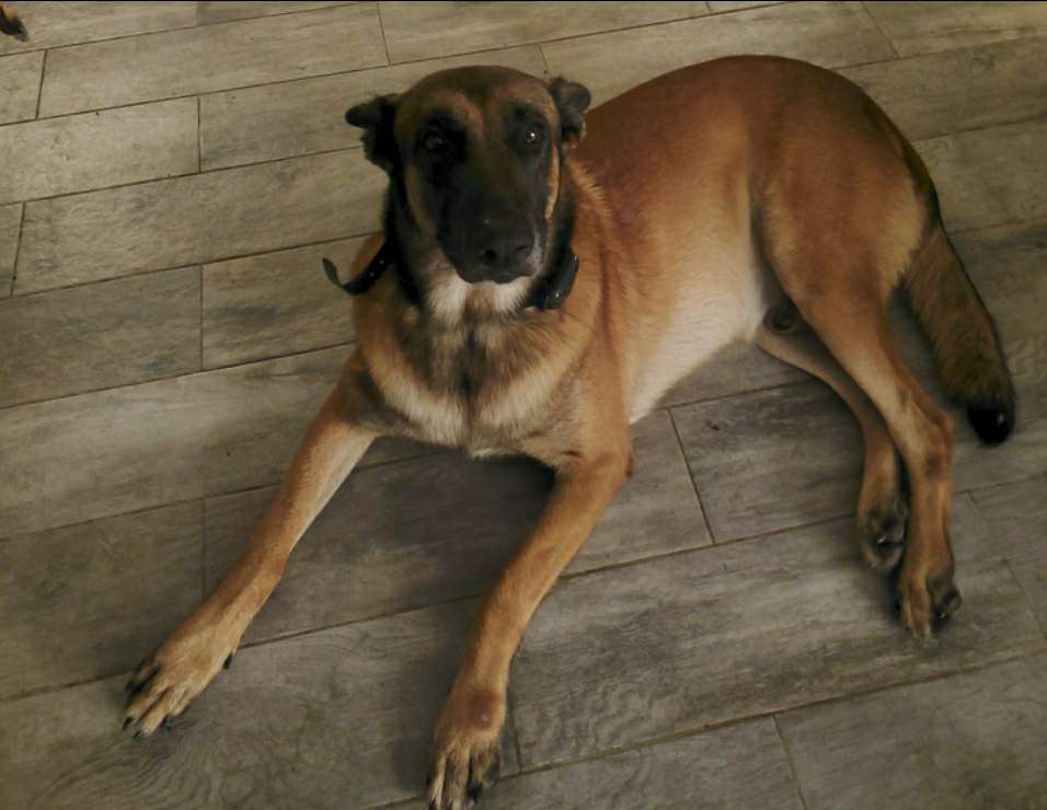 Top Pet Grooming in Puerto Rico Insured on PetBacker