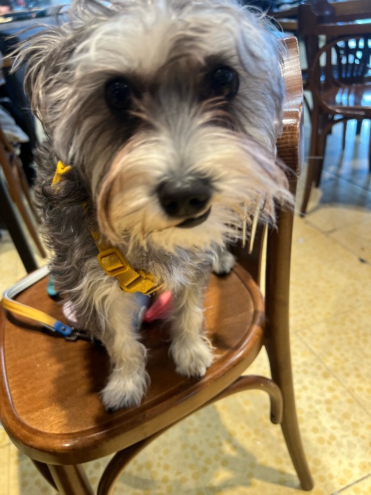 Ho completato una prenotazione Cura degli animali domestici su PetBacker! Days with Bli are wonderful, she's a wonderful and energetic dog. I love her so much. 🐶 🩶🤍🩶