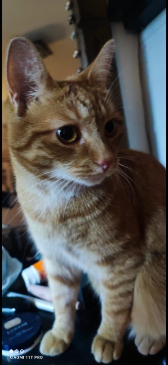 Curated visual reference: Picture Idea: ตร ง Best Pet Boarding Grooming And Pet Sitters Near