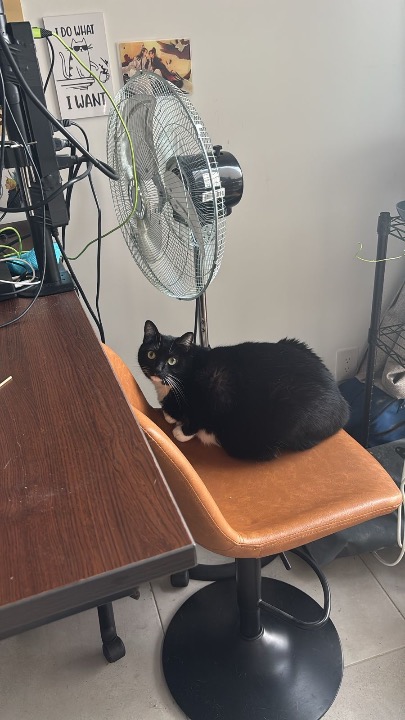 ¡He completado una reserva de Cuidador de mascotas en tu casa en PetBacker! We visited Loki today, she is very calm🖤