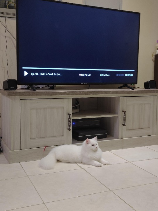 Ajman Best Pet Boarding, Grooming and Pet Sitters Near Me PetBacker United Arab Emirates