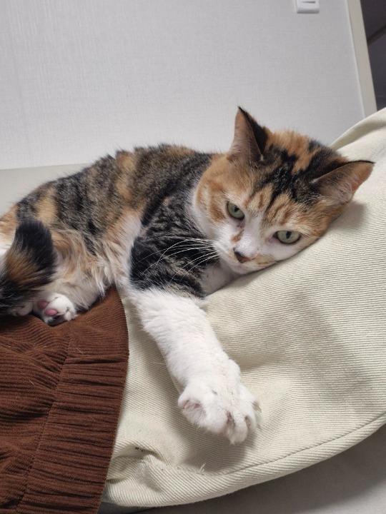 ¡He completado una reserva de Cuidador de mascotas en tu casa en PetBacker! Finished cat sitting Daisy 🐱💛
Such a sweet and gentle girl — it was a pleasure taking care of her! She did great and we enjoyed some calm and cozy days together ✨
Looking forward to seeing her again soon 🐾🤍