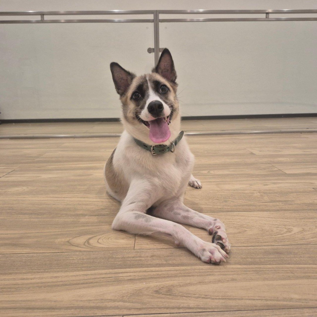 Mixed added as a pet