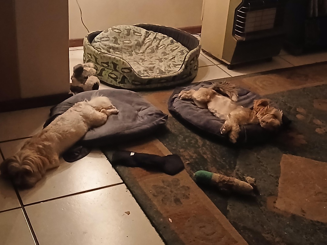 I've completed a Taxi booking at PetBacker! Lovely Owners and wonderful Company onboard with Storm!It was lovely meeting them all.xx😊💕