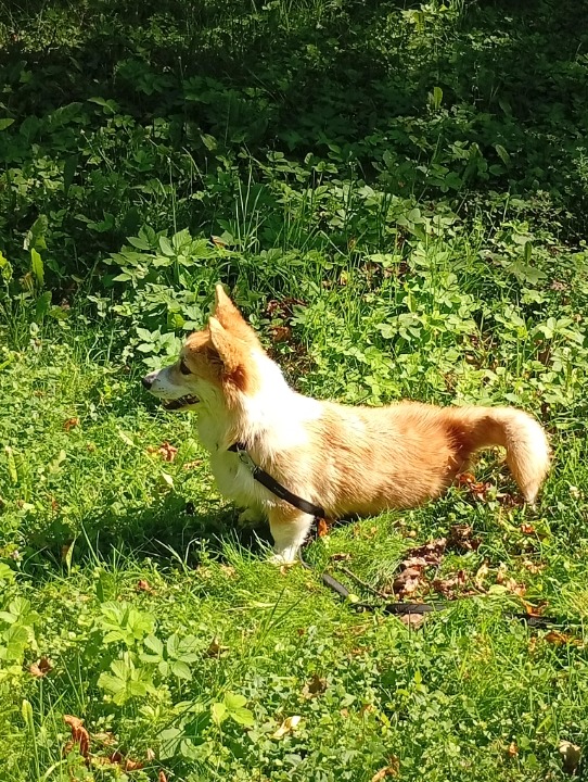 I've completed a Sitting booking at PetBacker! Very lovely and friendly dog. Also the owners are very nice.