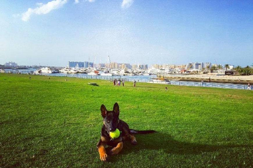 Top Dubai Dog Walking Prices & Reviews PetBacker