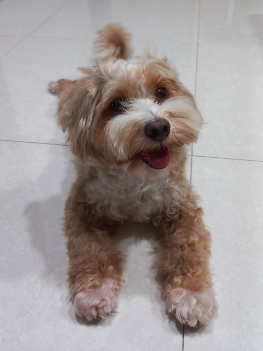 Sitting at Tampines by PetBacker Neo Pet Sitting