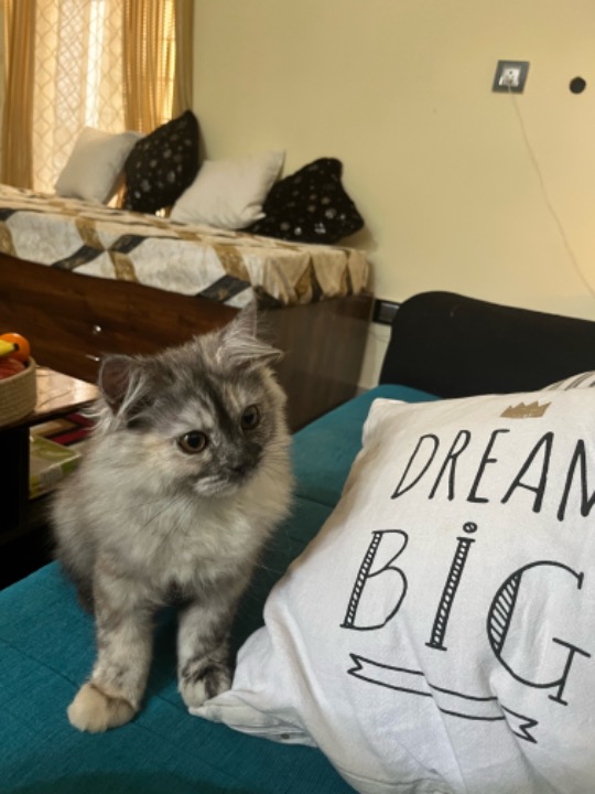 Top Cat Boarding in Bengaluru with Best Prices on PetBacker