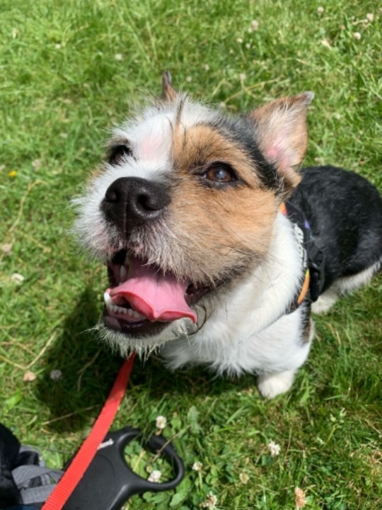 Dog Boarding in St. Helens with Best Prices on PetBacker