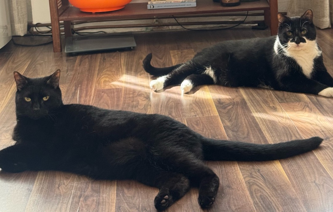 I've completed a Pet Care booking at PetBacker! Partners in crime.😅❤️😻
