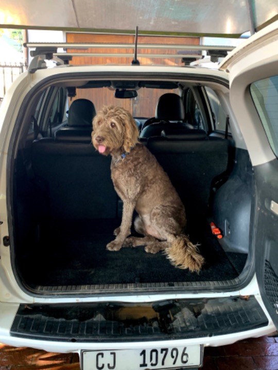 Johannesburg Pet Sitters Prices & Reviews PetBacker