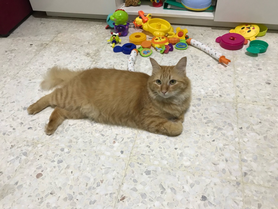 Wangsa Maju Best Pet Boarding, Grooming for Dogs, Cats with Pickup