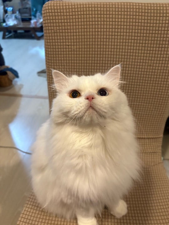 Song added as a pet