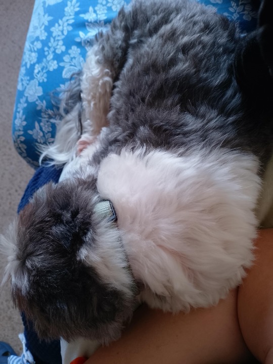 ¡He completado una reserva de Cuidado de Mascotas en PetBacker! Morgan y Eddie son maravillosos, lo echamos mucho de menos, es el perro más bueno del mundo